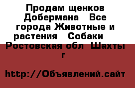 Продам щенков Добермана - Все города Животные и растения » Собаки   . Ростовская обл.,Шахты г.